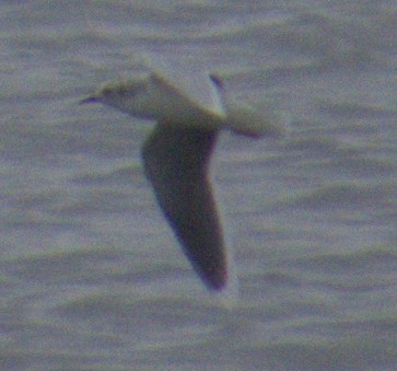 Little Gull - ML575633501