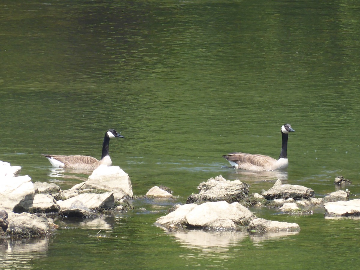 Canada Goose - ML575633601