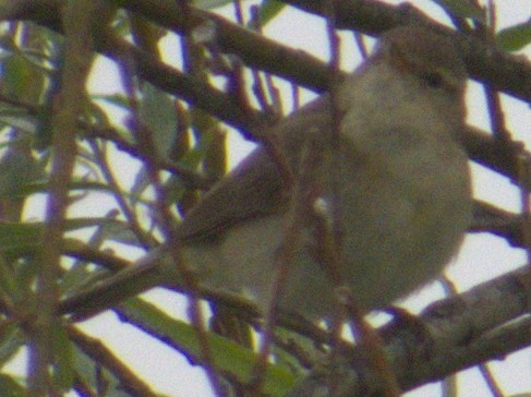 Common Chiffchaff - ML575633771