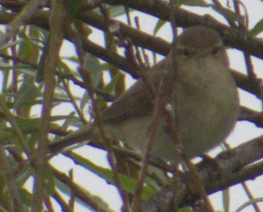 Common Chiffchaff - Peter Keyel