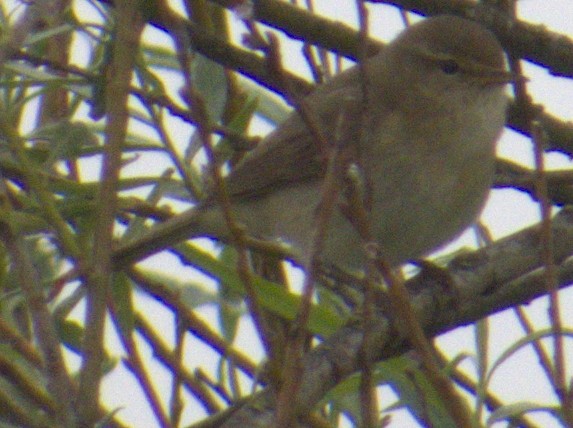 Common Chiffchaff - ML575633791