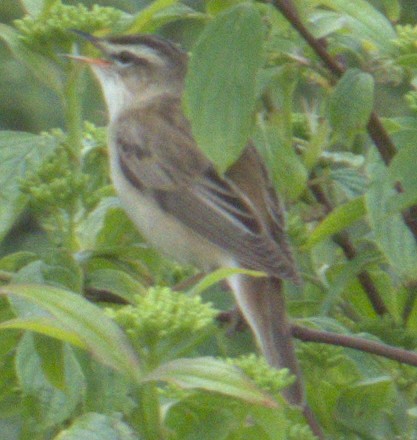 Sedge Warbler - ML575634141