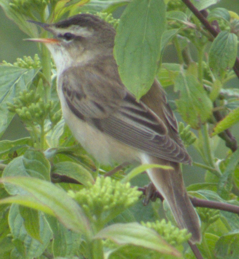 Sedge Warbler - ML575634181