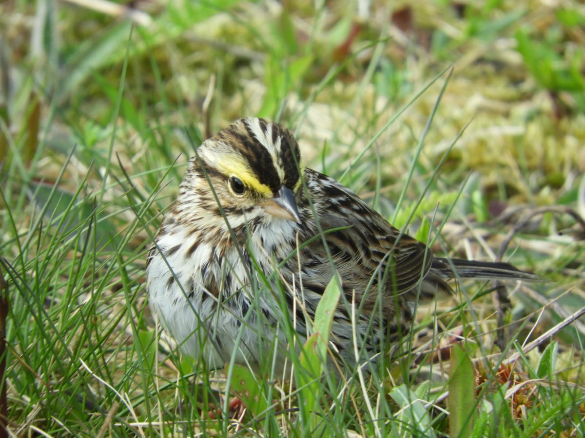 Savannah Sparrow - ML575634251