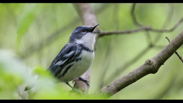 Blauwaldsänger - ML575634351