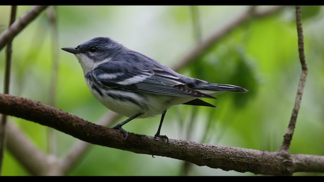 Blauwaldsänger - ML575634361