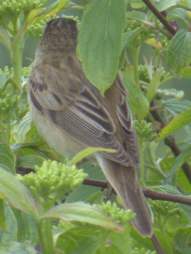 Sedge Warbler - ML575634461