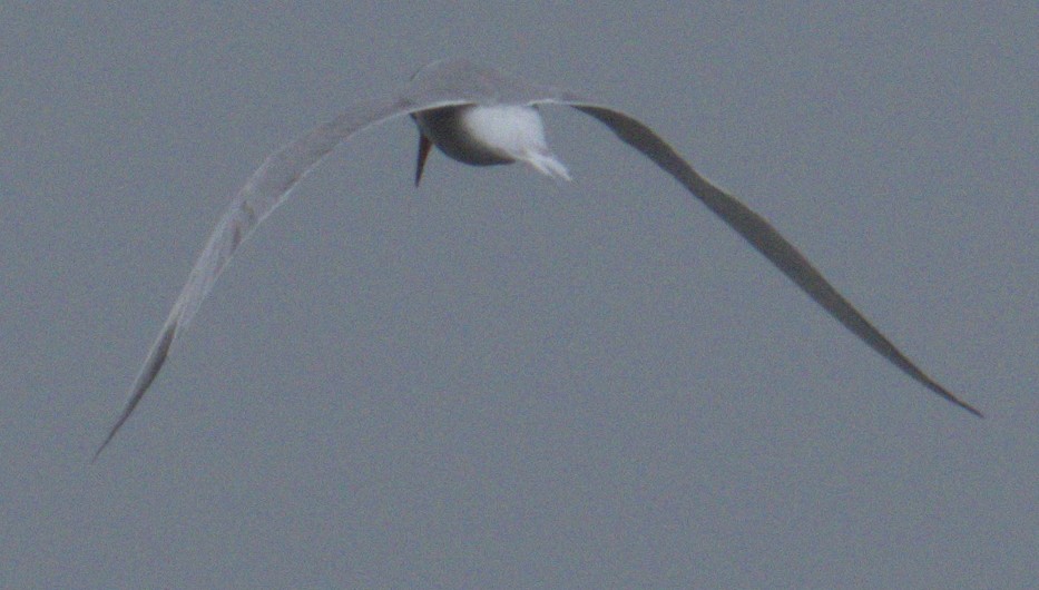 Common Tern - ML575634641