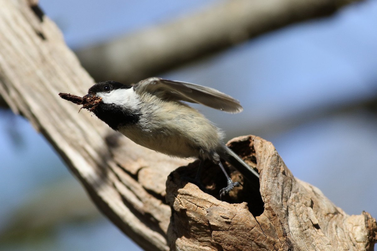 Black-capped Chickadee - Max McCarthy