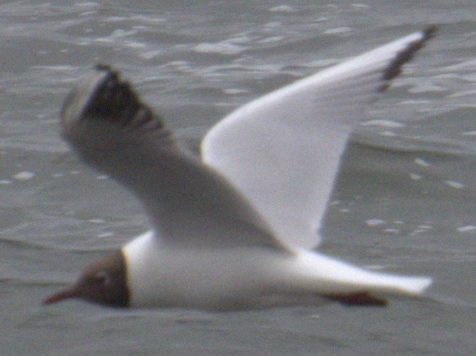 Black-headed Gull - ML575634811