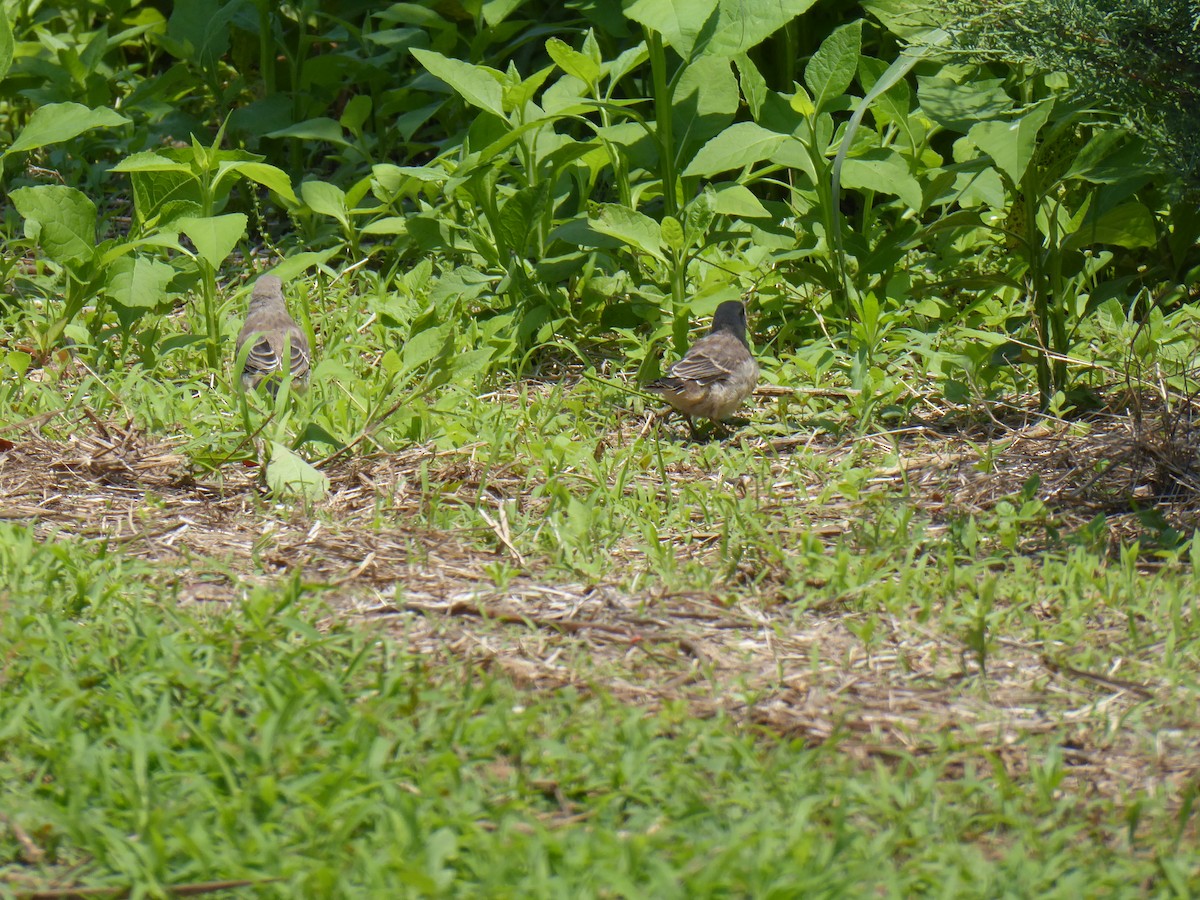 Northern Mockingbird - ML575635011