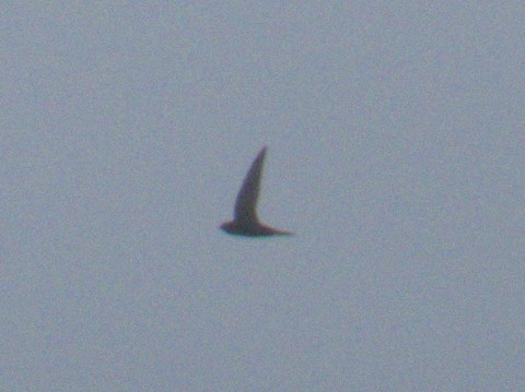 Common Swift - ML575635141