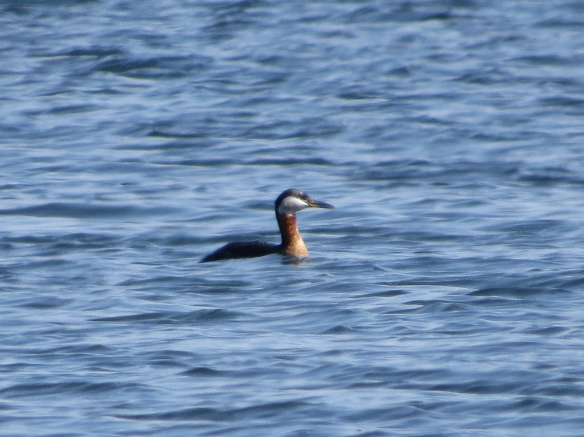 Red-necked Grebe - Chris Anderson