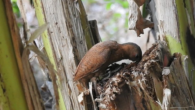 Rufous Woodpecker - ML575636311