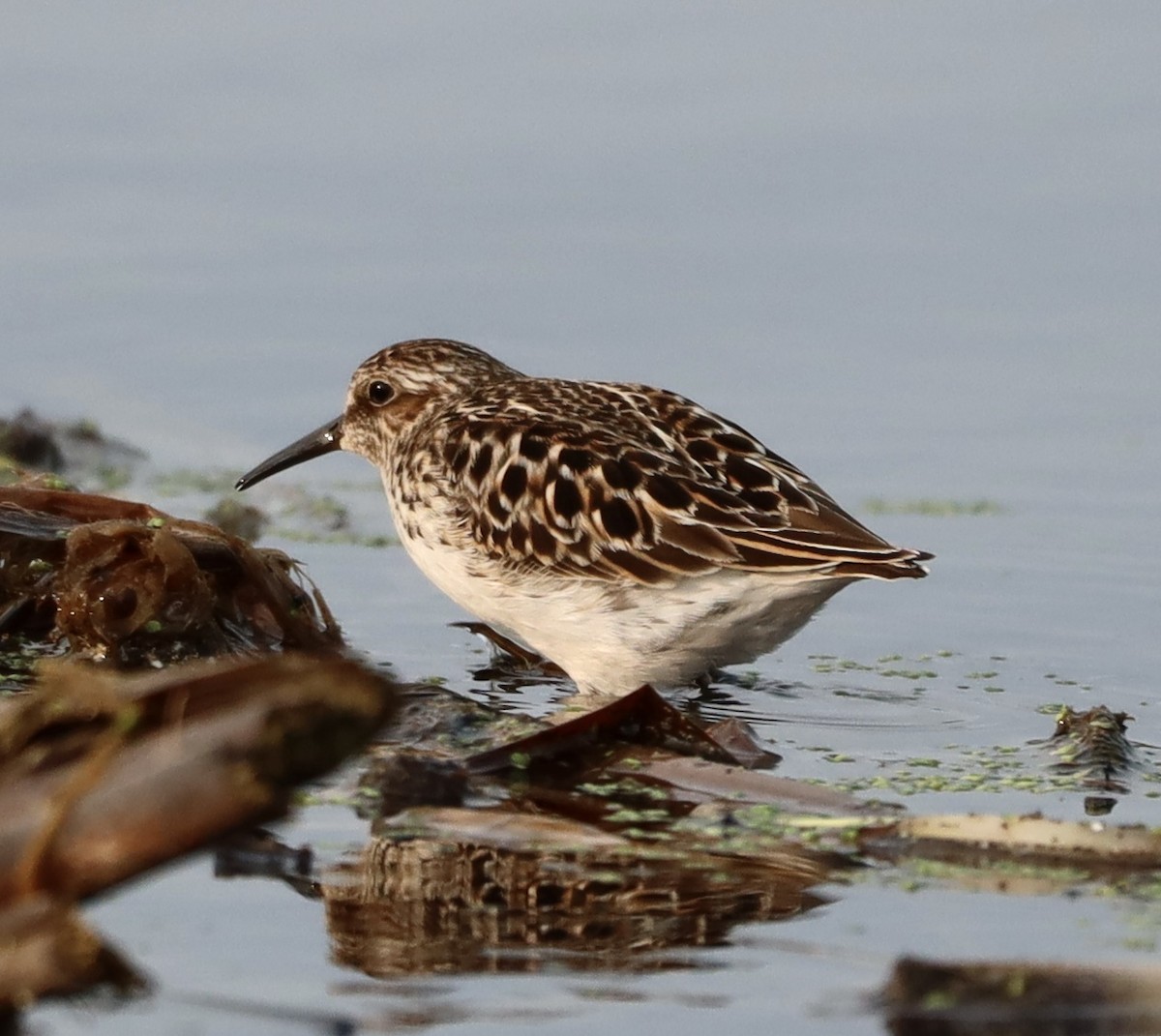 Least Sandpiper - ML575637671