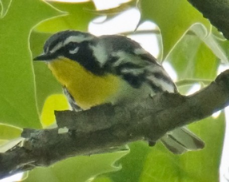 Yellow-throated Warbler - ML57563791