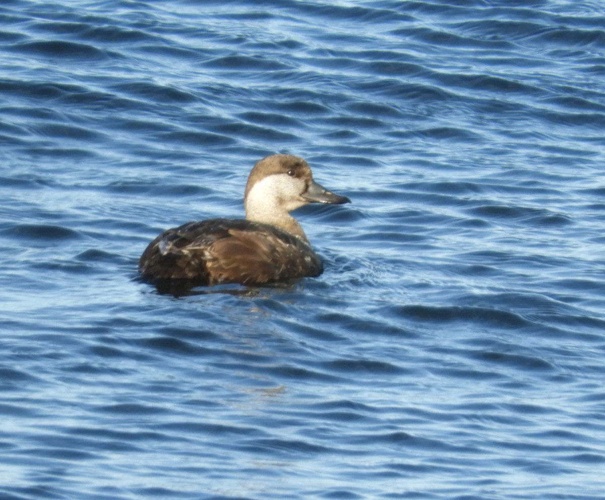 Black Scoter - ML575638271