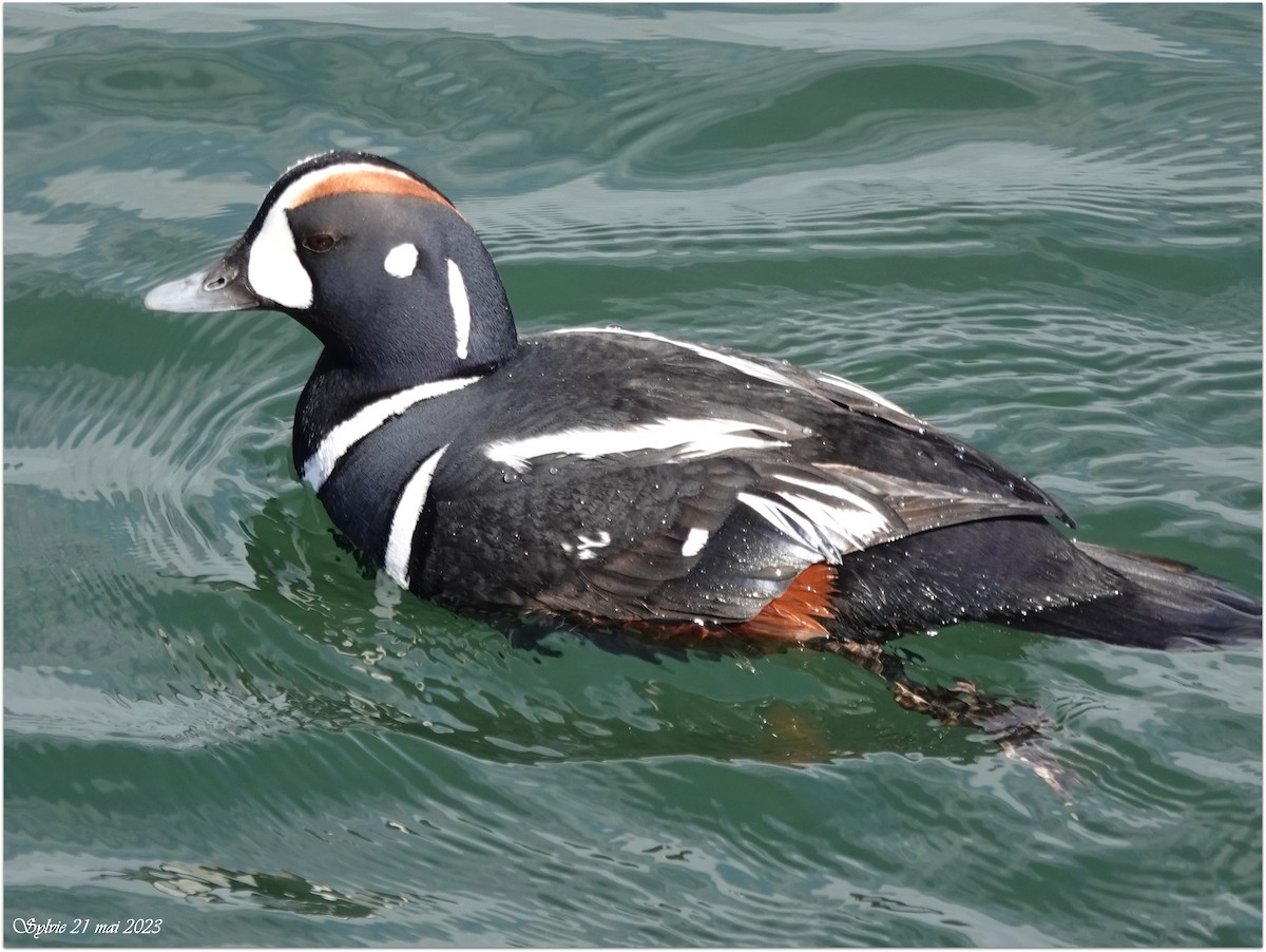 Harlequin Duck - ML575638821