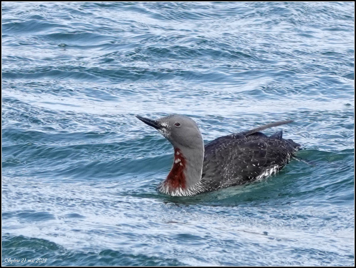 Red-throated Loon - ML575639211