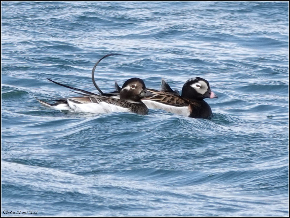Long-tailed Duck - ML575639461