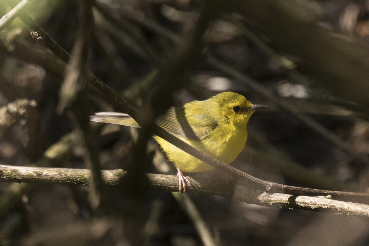 Hooded Warbler - ML575639501