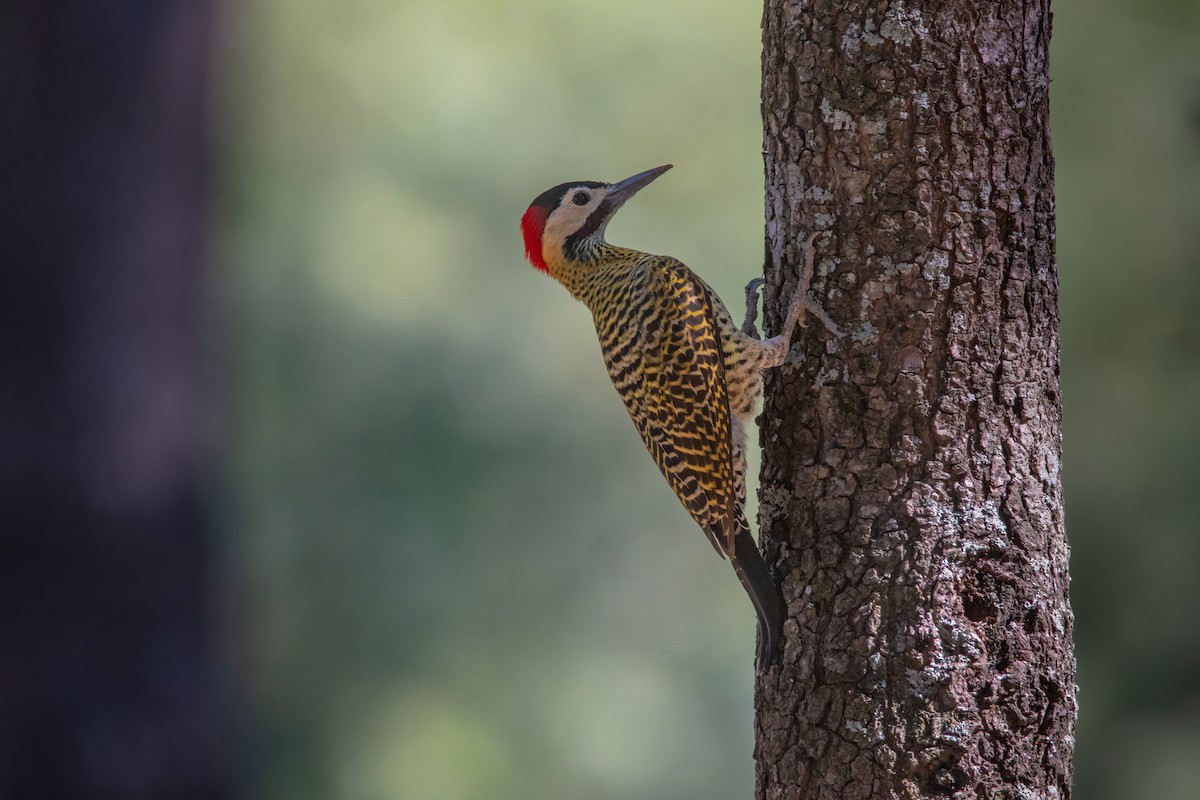 Green-barred Woodpecker - Pablo Re