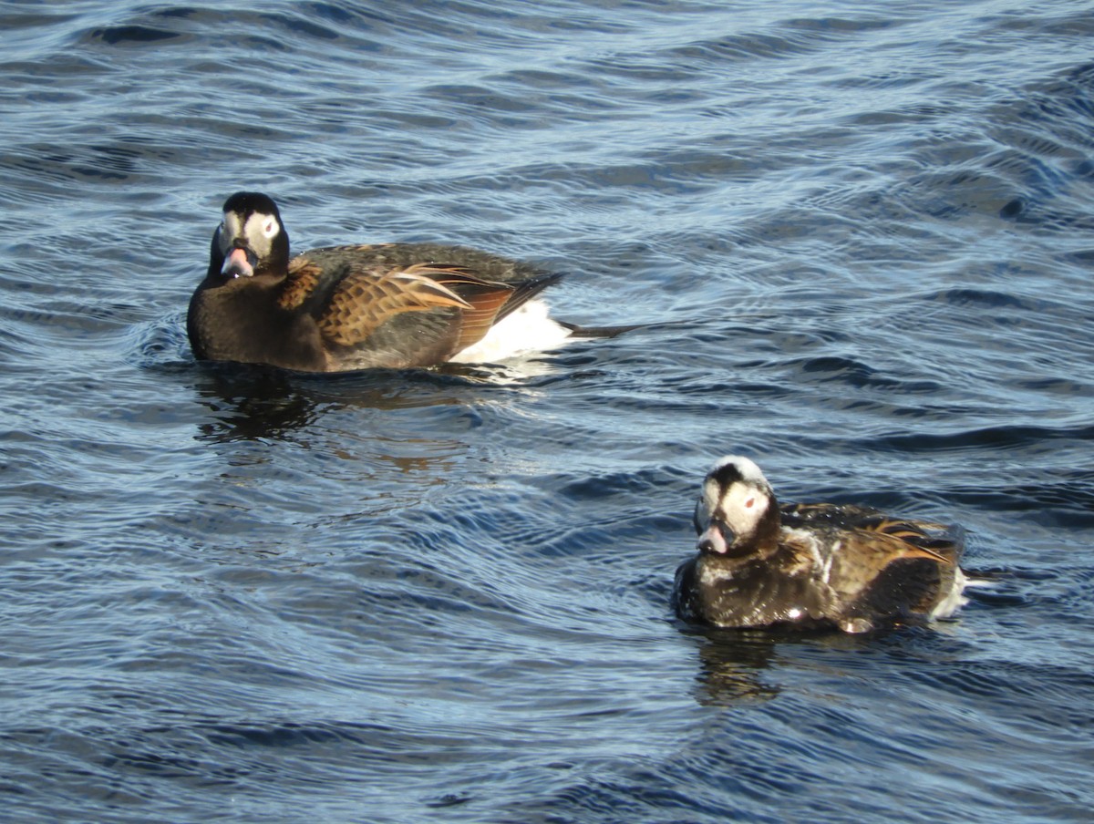 Long-tailed Duck - ML575640341