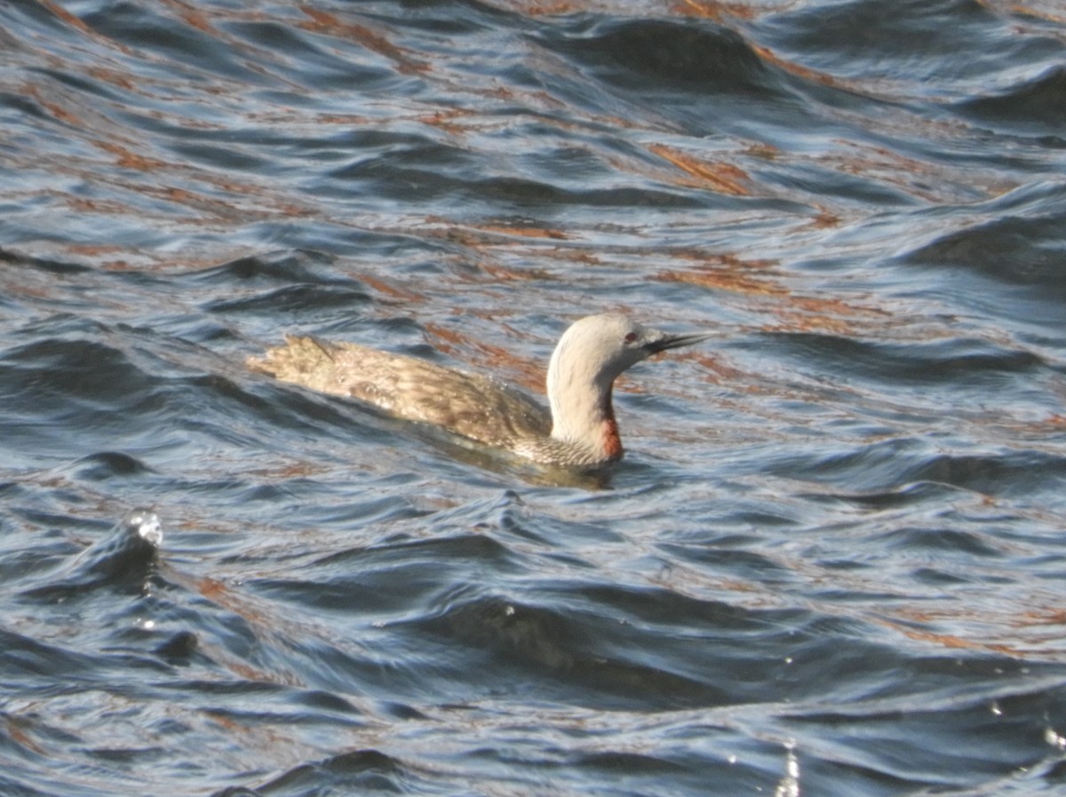 Red-throated Loon - ML575641461