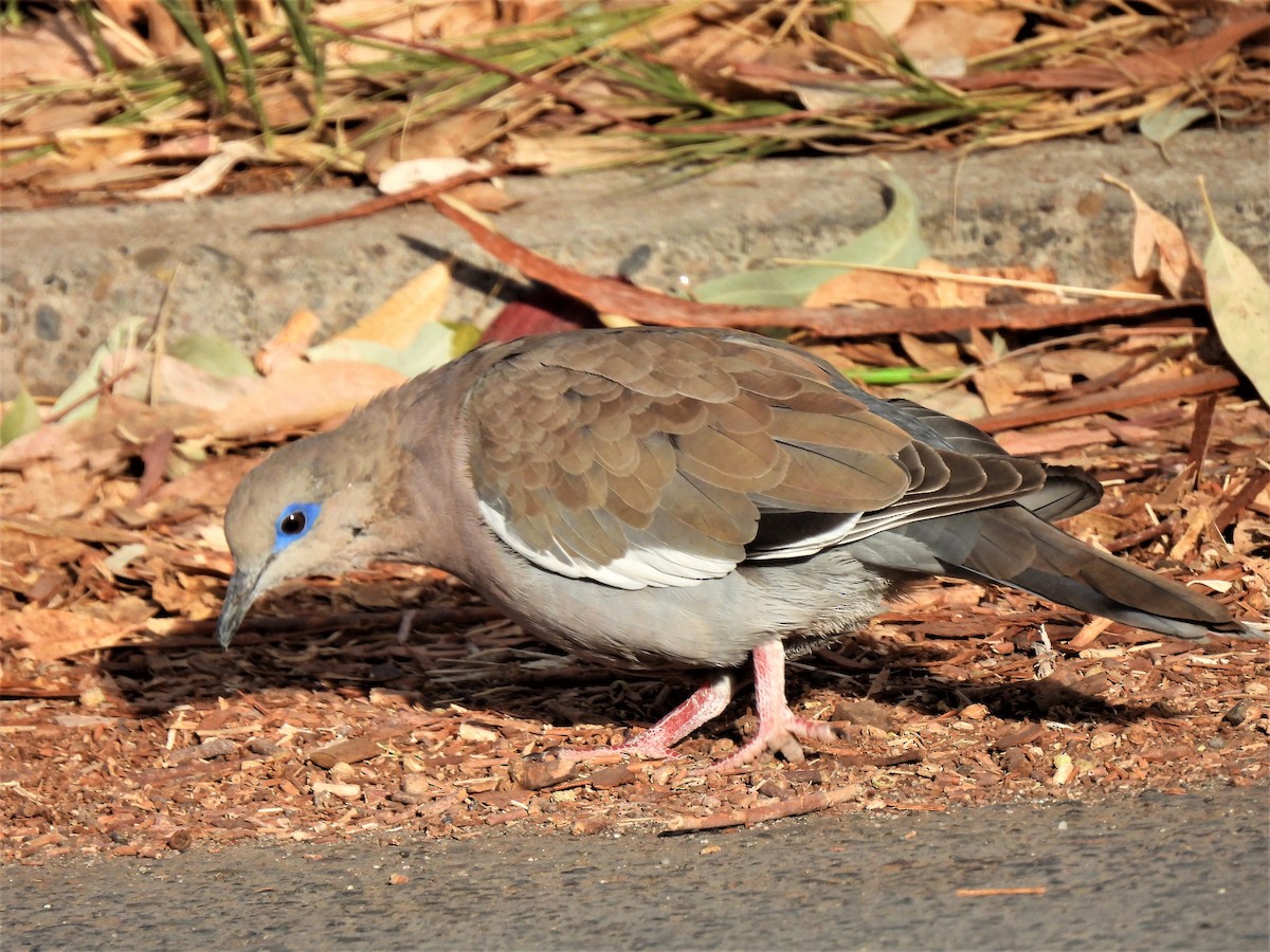 West Peruvian Dove - ML575641791