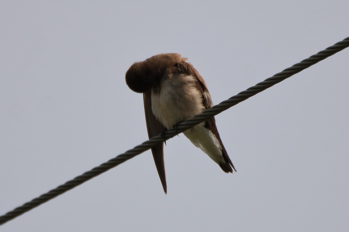 Northern Rough-winged Swallow - ML575642261