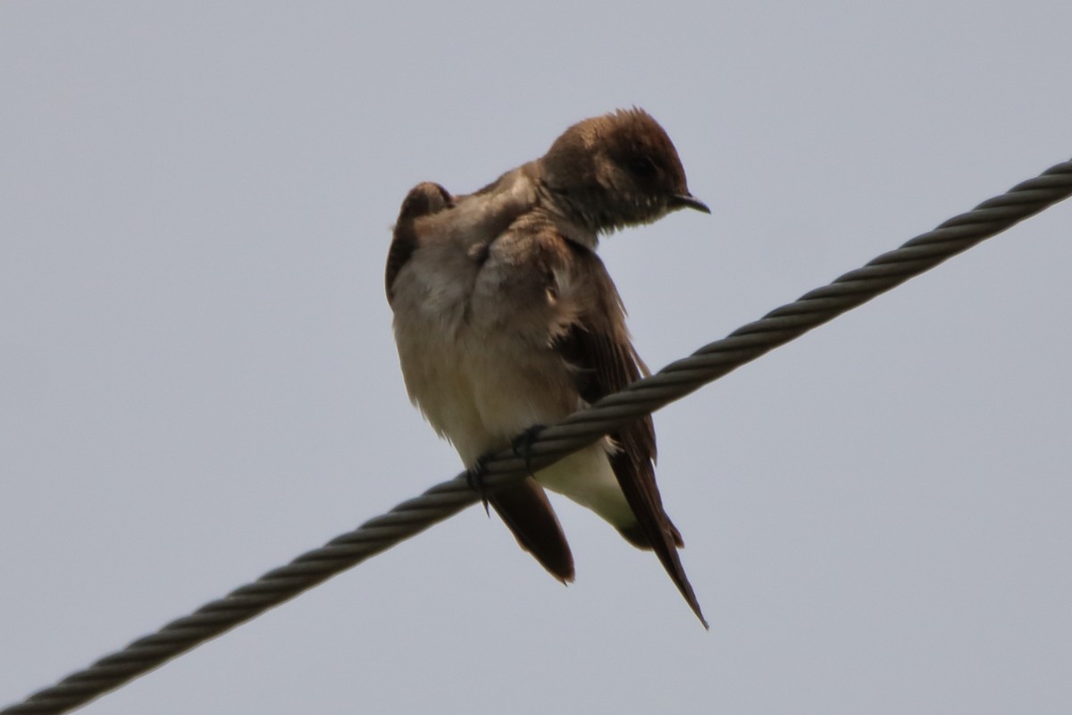 Northern Rough-winged Swallow - ML575642271