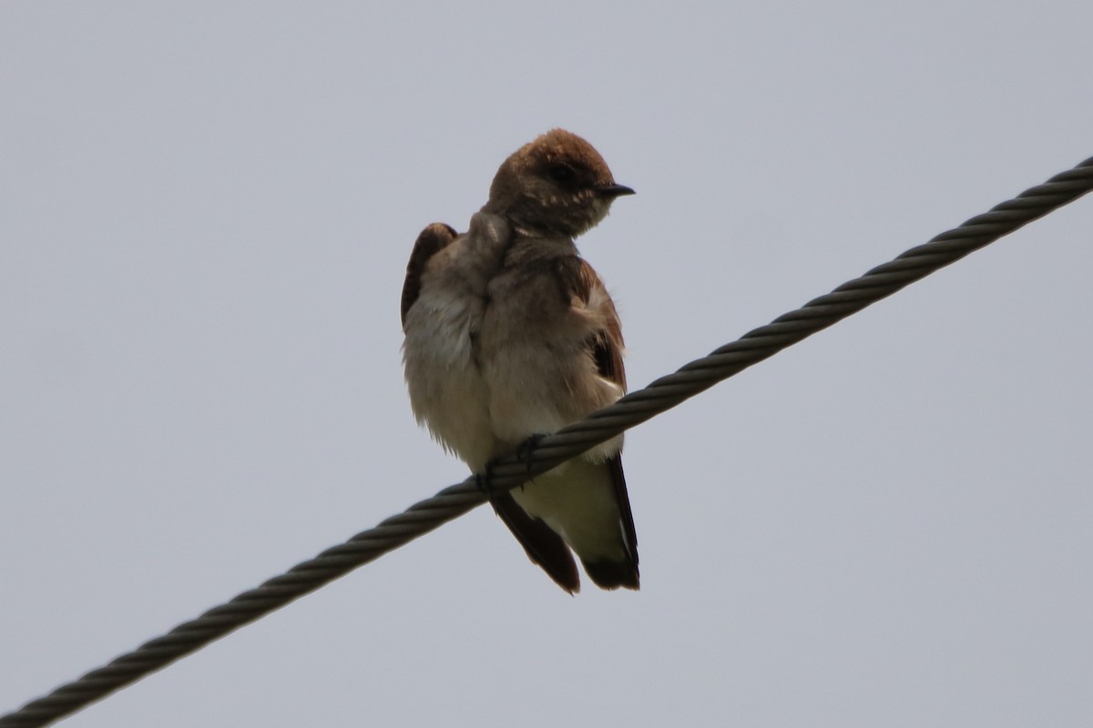 Northern Rough-winged Swallow - ML575642291