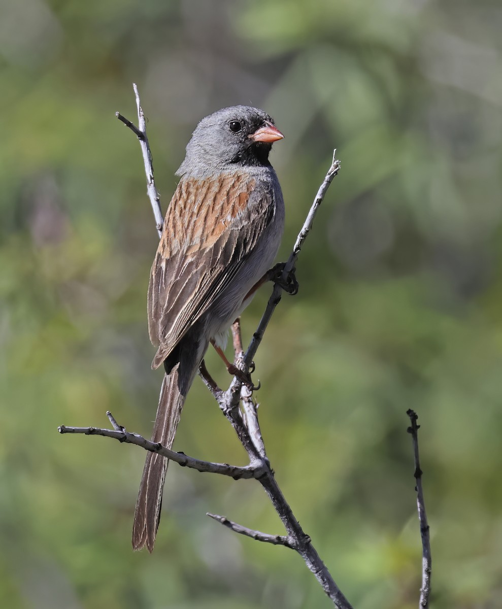 Black-chinned Sparrow - Glen Tepke