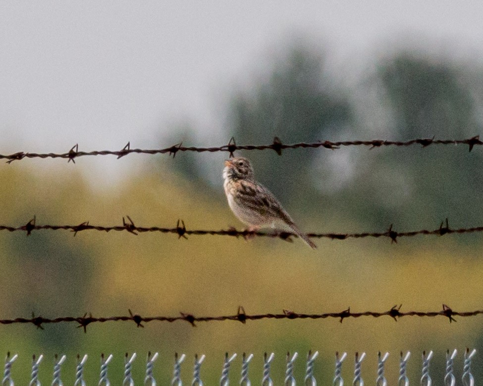 Vesper Sparrow - ML575643901