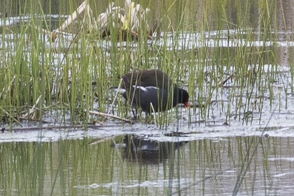 Common Gallinule - ML57564481