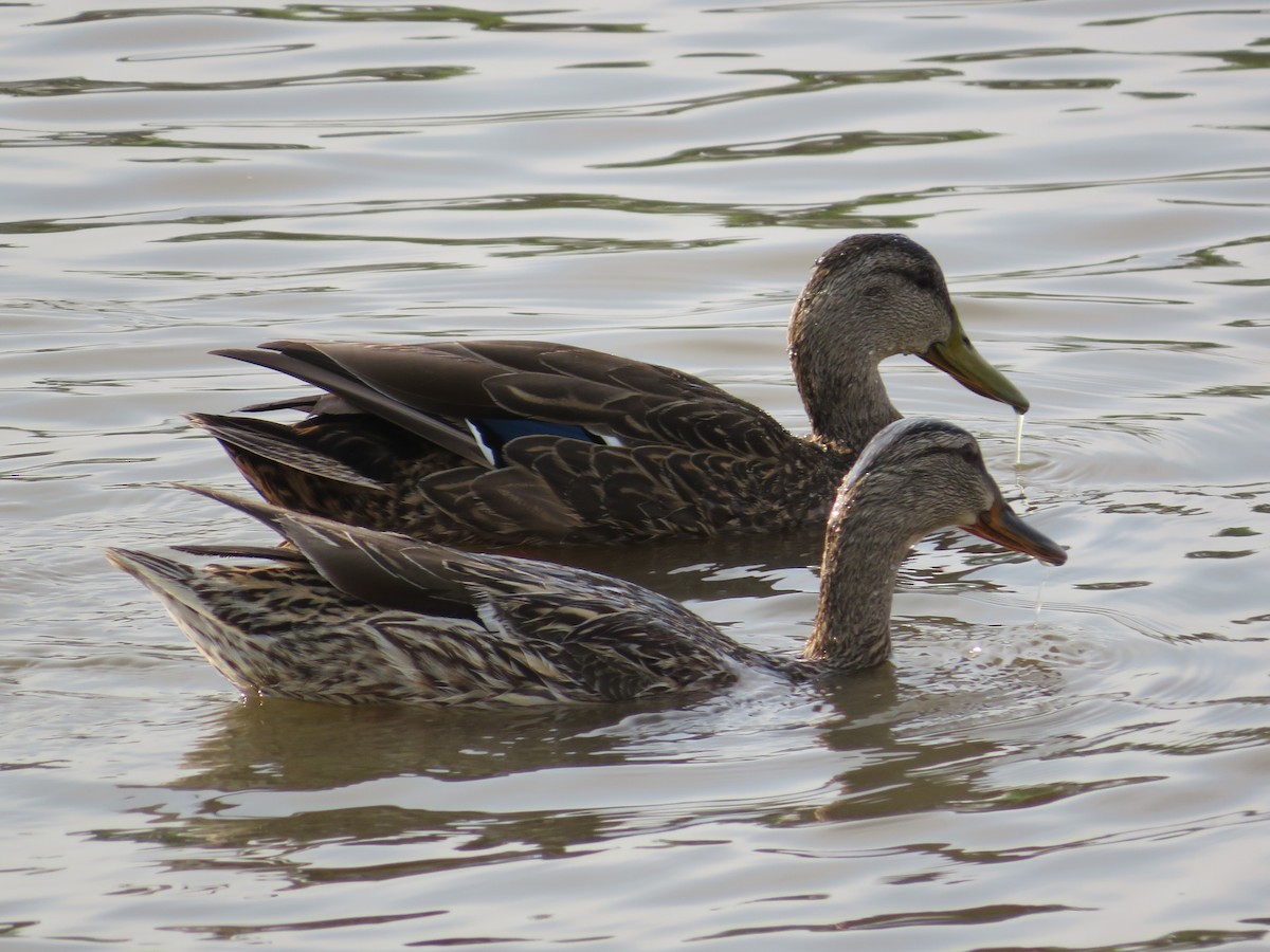 Mexican Duck - ML575647841