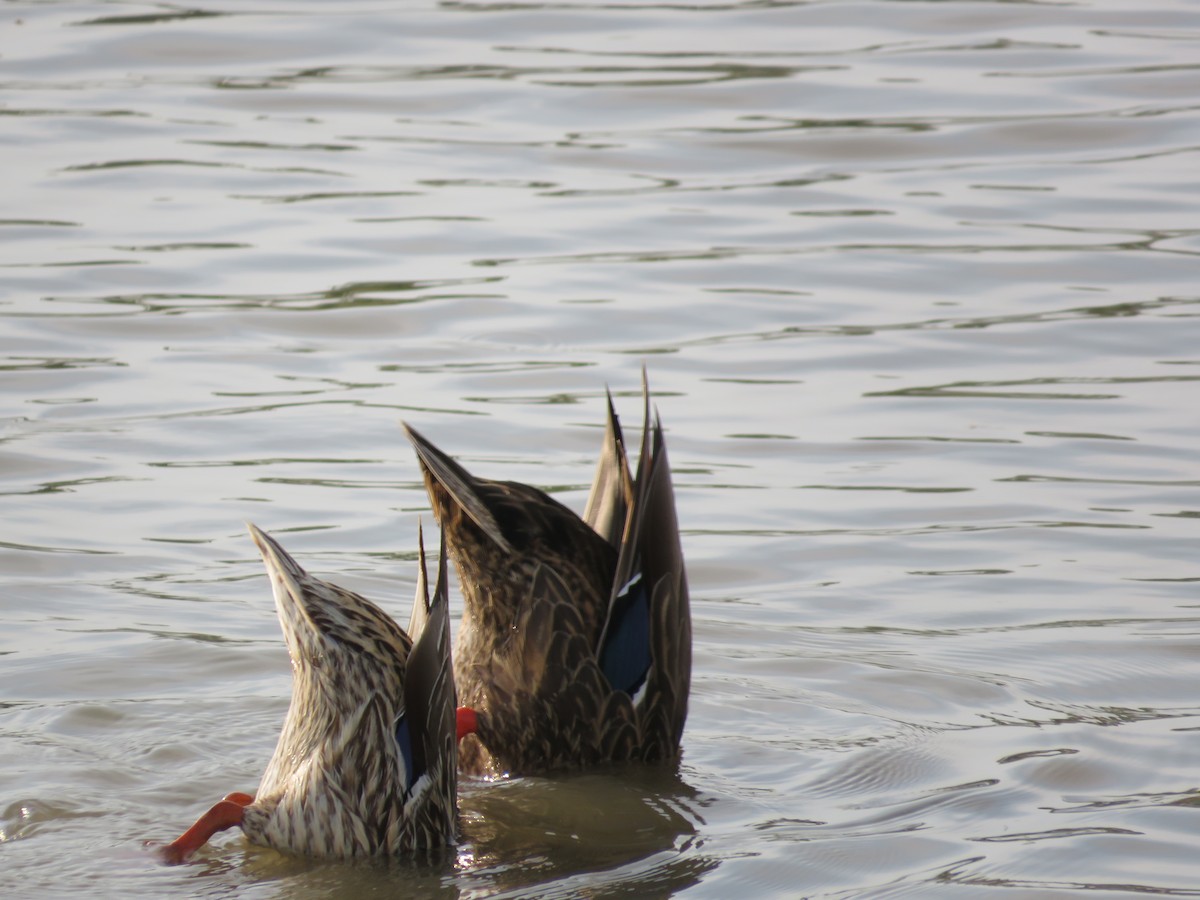 Mexican Duck - ML575647851