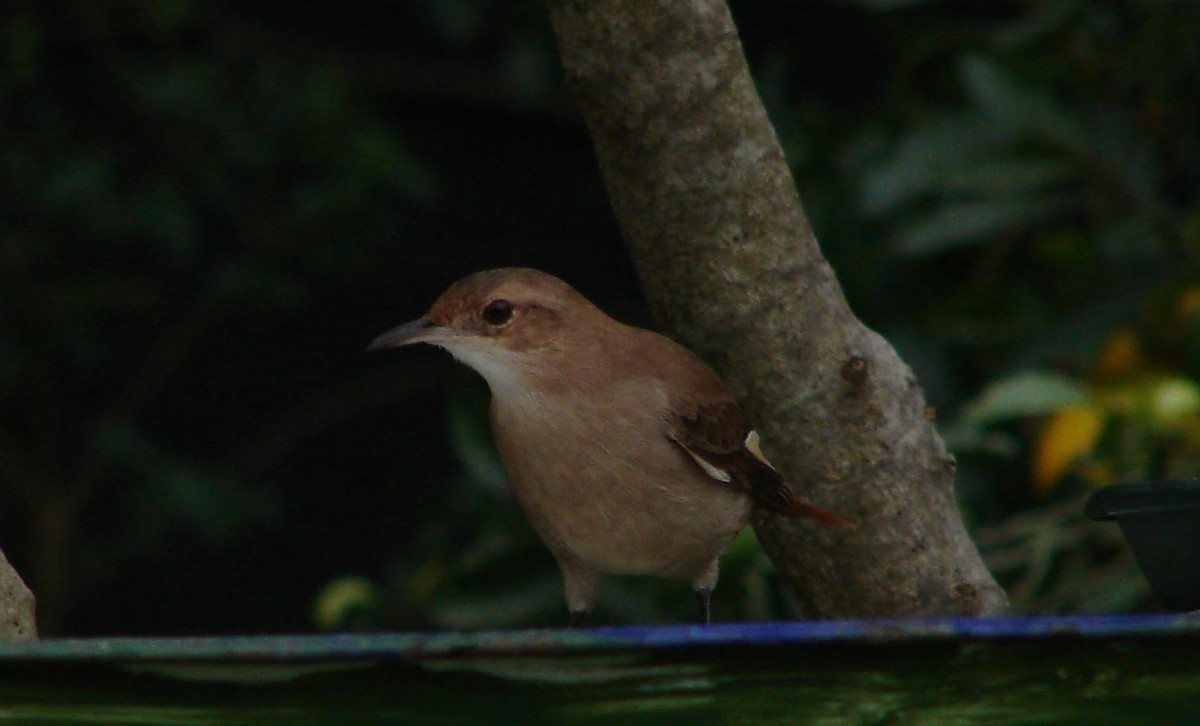 Rufous Hornero - Virginia de la Puente