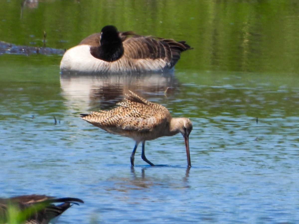 Marbled Godwit - ML575648431