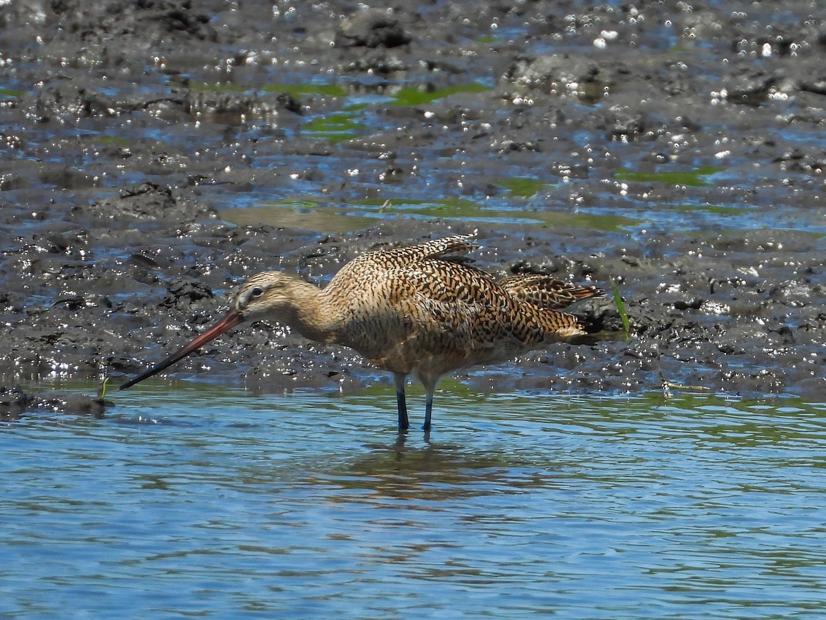 Marbled Godwit - ML575648441