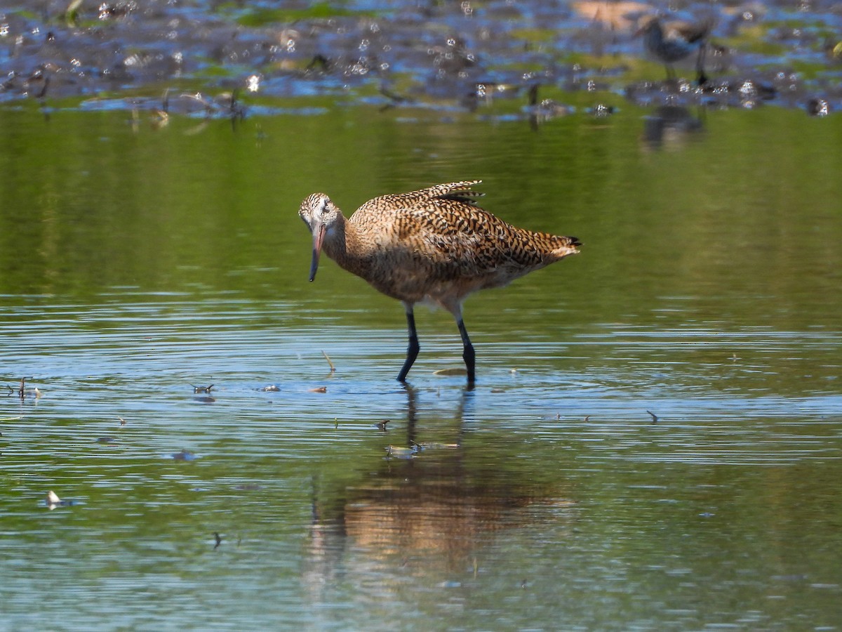 Marbled Godwit - ML575648471