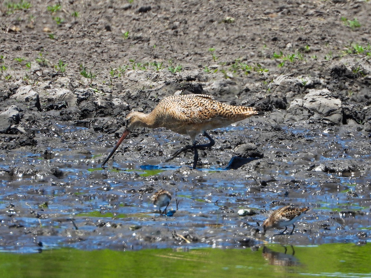 Marbled Godwit - ML575648491