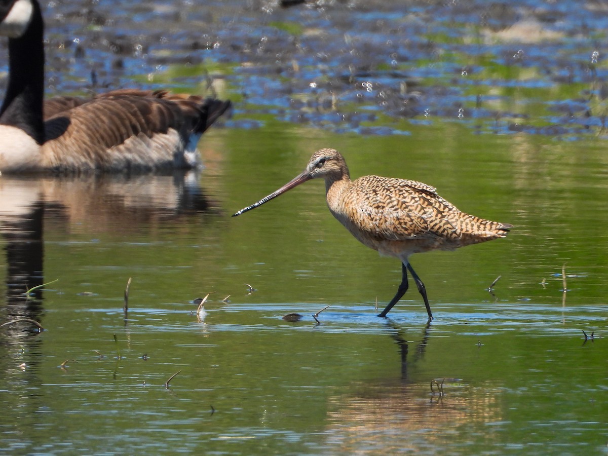 Marbled Godwit - ML575648521