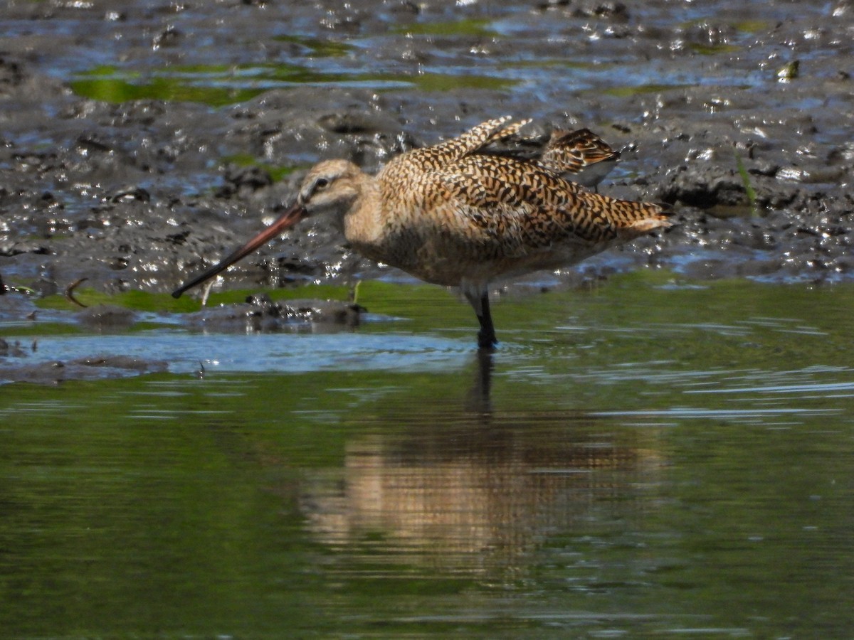 Marbled Godwit - ML575648541