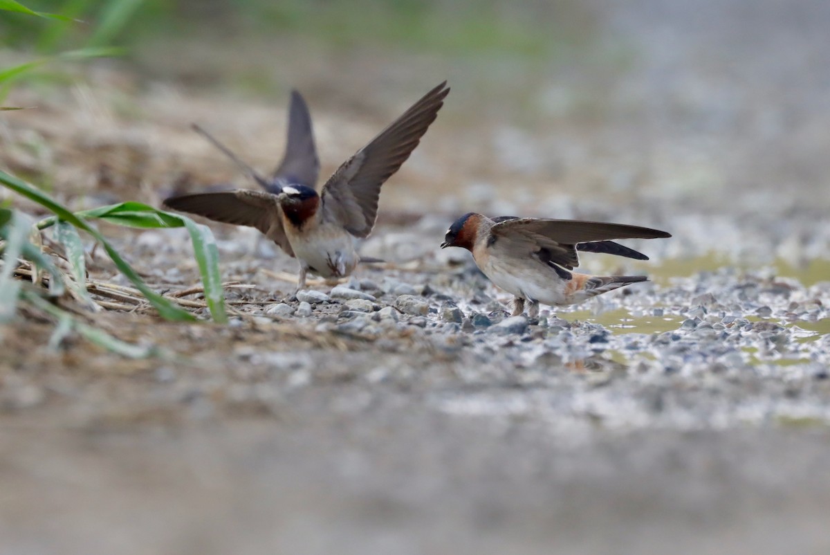 Cliff Swallow - ML575648791