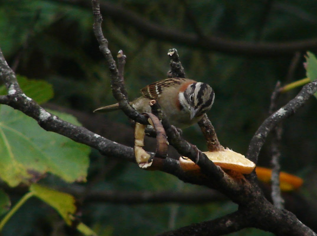 Rufous-collared Sparrow - Virginia de la Puente