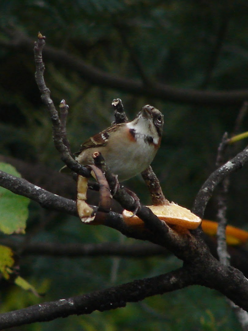 Rufous-collared Sparrow - Virginia de la Puente