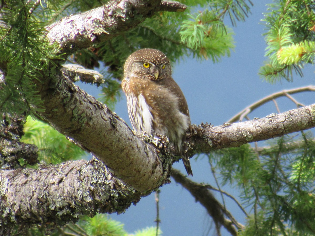 Northern Pygmy-Owl - ML575652591