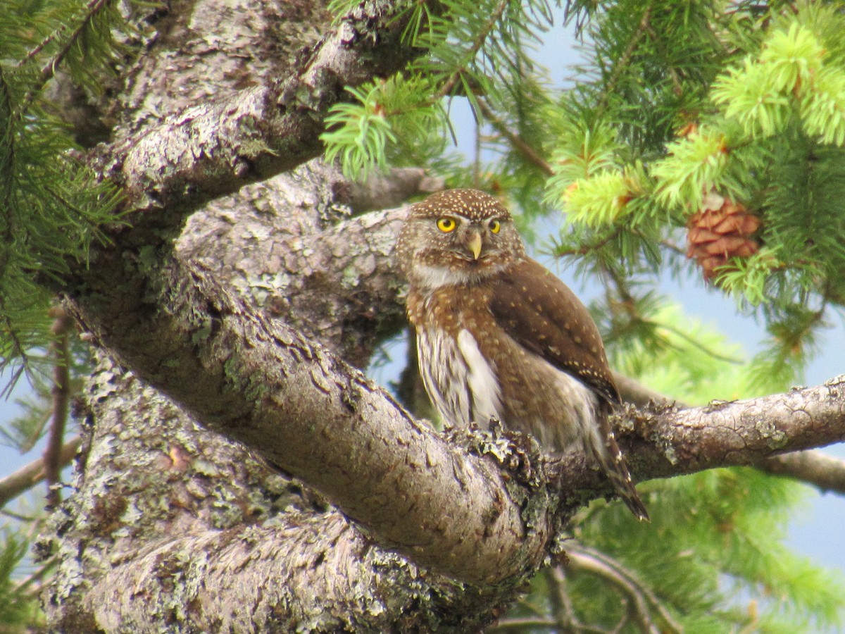 Northern Pygmy-Owl - Mike Partridge