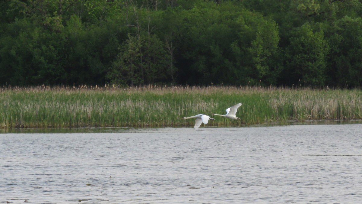 Mute Swan - Thomas Schultz